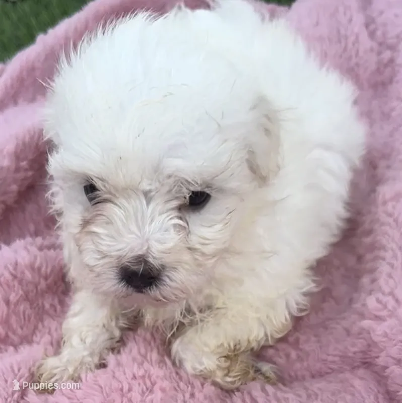 Lola – Maltese puppy for sale in Homestead, FL