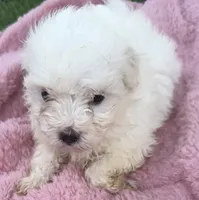 Lola, a female Maltese for sale in Homestead, FL – 1 of 3