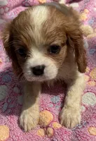 Ellie, a female Cavalier King Charles Spaniel for sale in Homestead, FL – 1 of 5