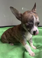 Tucker, a male Chihuahua for sale in Homestead, FL – 2 of 4