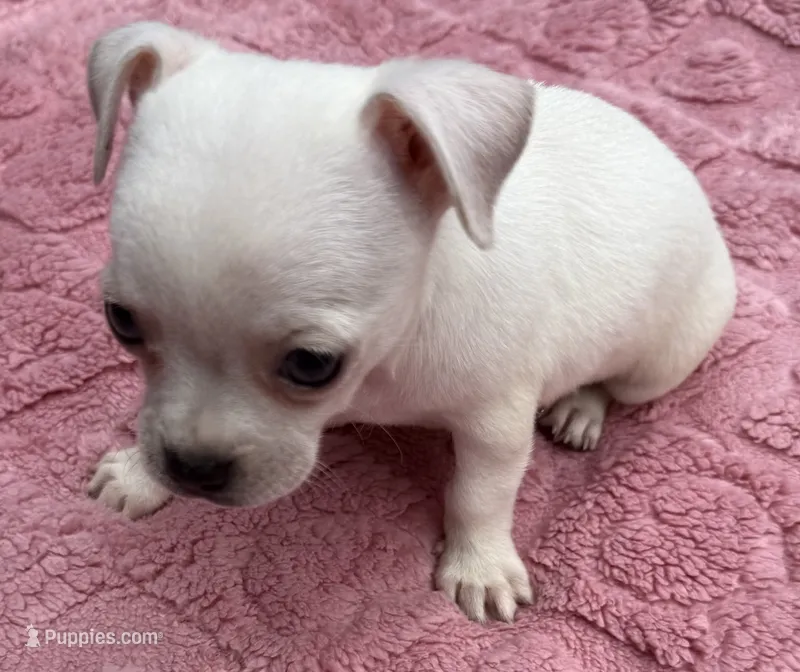 Darci – Chihuahua puppy for sale in Homestead, FL