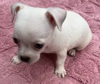 Darci, a female Chihuahua for sale in Homestead, FL – 1 of 4