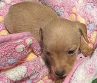 DOLLY, a female Miniature Dachshund for sale in Homestead, FL – 2 of 4