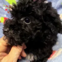 Beau, a male Poodle - Toy  for sale in Homestead, FL – Photo 4 of 4