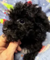 Beau, a male Poodle - Toy  for sale in Homestead, FL – Photo 4 of 4