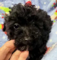 Beau, a male Poodle - Toy  for sale in Homestead, FL – Photo 3 of 4