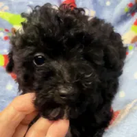 Beau, a male Poodle - Toy  for sale in Homestead, FL – Photo 1 of 4