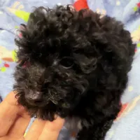 Beau, a male Poodle - Toy  for sale in Homestead, FL – Photo 2 of 4