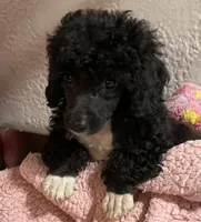 Angie, a female Poodle - Toy  for sale in Homestead, FL – 2 of 4