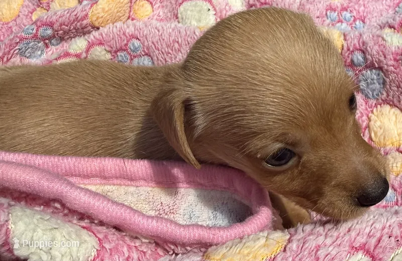 DOLLY – Miniature Dachshund puppy for sale in Homestead, FL