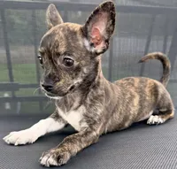Toby, a male Chihuahua for sale in Homestead, FL – 4 of 4