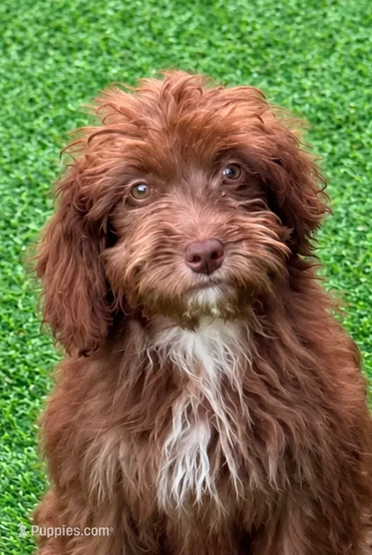 Lottie – Miniature Aussiedoodle puppy for sale in Homestead, FL