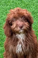 Lottie, a female Miniature Aussiedoodle for sale in Homestead, FL – 1 of 2