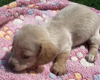 DELLA, a female Miniature Dachshund for sale in Homestead, FL – 4 of 4