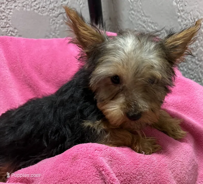 Lena – Yorkshire Terrier puppy for sale in Homestead, FL