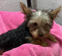 Lena, a female Yorkshire Terrier for sale in Homestead, FL – 1 of 3