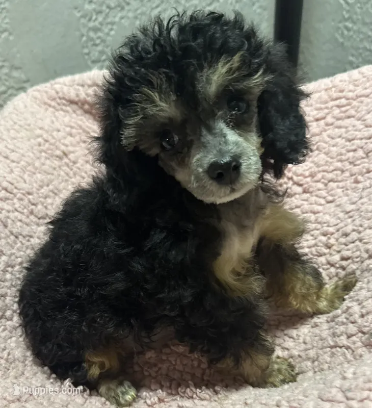 Teeny – Poodle - Toy  puppy for sale in Homestead, FL