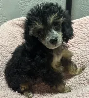 Teeny, a female Poodle - Toy  for sale in Homestead, FL – 1 of 4