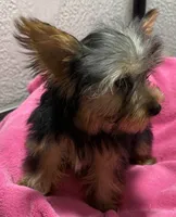 Lily, a female Yorkshire Terrier for sale in Homestead, FL – 3 of 3