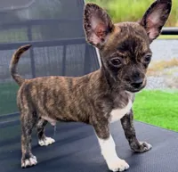 Toby, a male Chihuahua for sale in Homestead, FL – 1 of 4