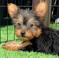 Kylie, a female Yorkshire Terrier for sale in Homestead, FL – 2 of 4