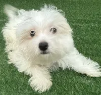 Gideon, a male Maltese for sale in Homestead, FL – 3 of 4