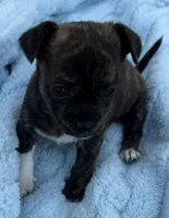 Toby, a male Chihuahua for sale in Homestead, FL – 3 of 4