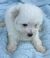 Gideon, a male Maltese for sale in Homestead, FL – 2 of 3