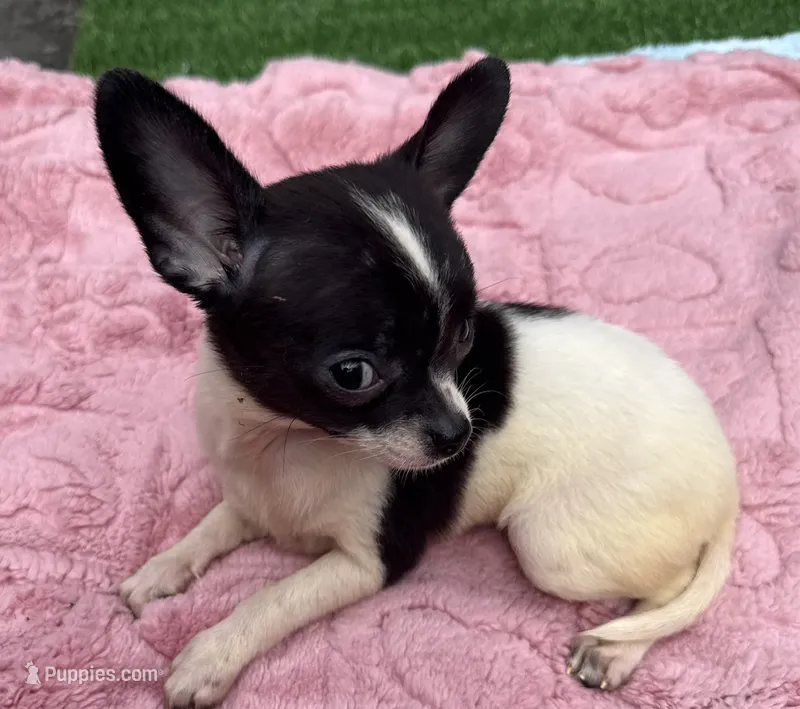 Daisy – Chihuahua puppy for sale in Homestead, FL