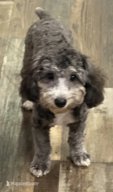 Axel – Poodle - Toy  puppy for sale in Homestead, FL