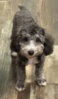 Axel, a male Poodle - Toy  for sale in Homestead, FL – 1 of 4