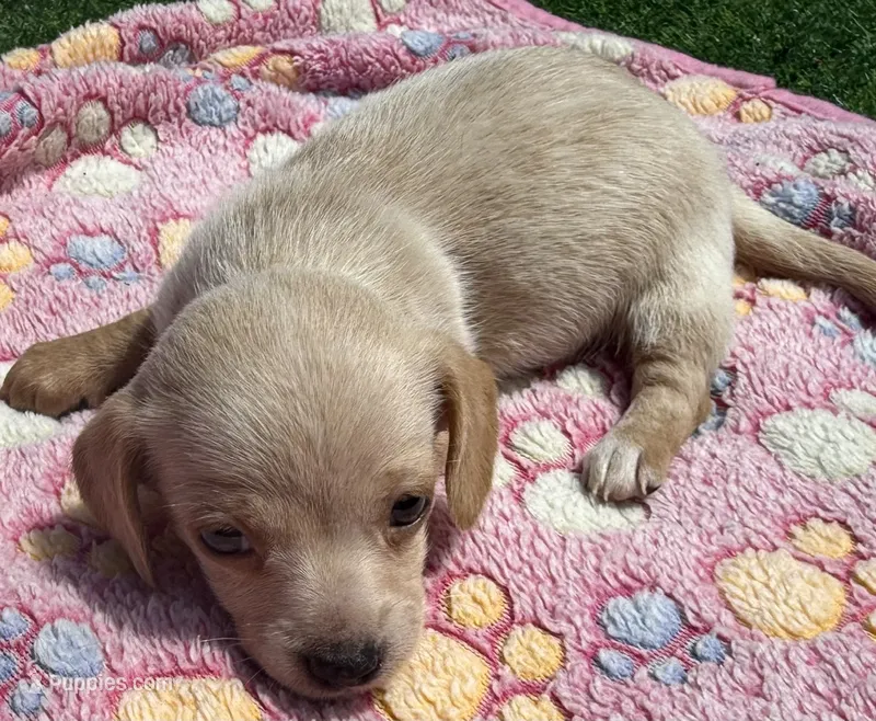 DELLA – Miniature Dachshund puppy for sale in Homestead, FL
