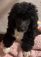 Angie, a female Poodle - Toy  for sale in Homestead, FL – 3 of 4