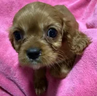 Reba, a female Cavalier King Charles Spaniel for sale in Homestead, FL – 1 of 3