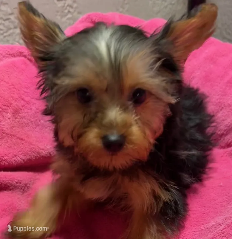 Kylie – Yorkshire Terrier puppy for sale in Homestead, FL