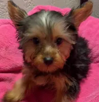 Kylie, a female Yorkshire Terrier for sale in Homestead, FL – 1 of 4