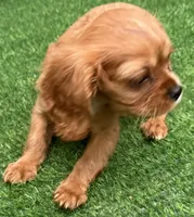 Rosie, a female Cavalier King Charles Spaniel for sale in Homestead, FL – 2 of 3