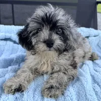 Shamus, a male Miniature Aussiedoodle for sale in Homestead, FL – 3 of 4
