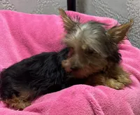 Lexie, a female Yorkshire Terrier for sale in Homestead, FL – 2 of 3