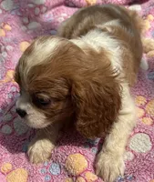 Ellie, a female Cavalier King Charles Spaniel for sale in Homestead, FL – 2 of 5