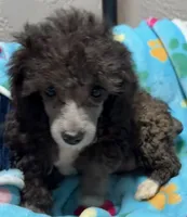 Axel, a male Poodle - Toy  for sale in Homestead, FL – 1 of 4