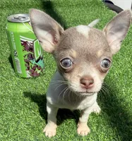 Poppett, a female Chihuahua for sale in Homestead, FL – 4 of 4
