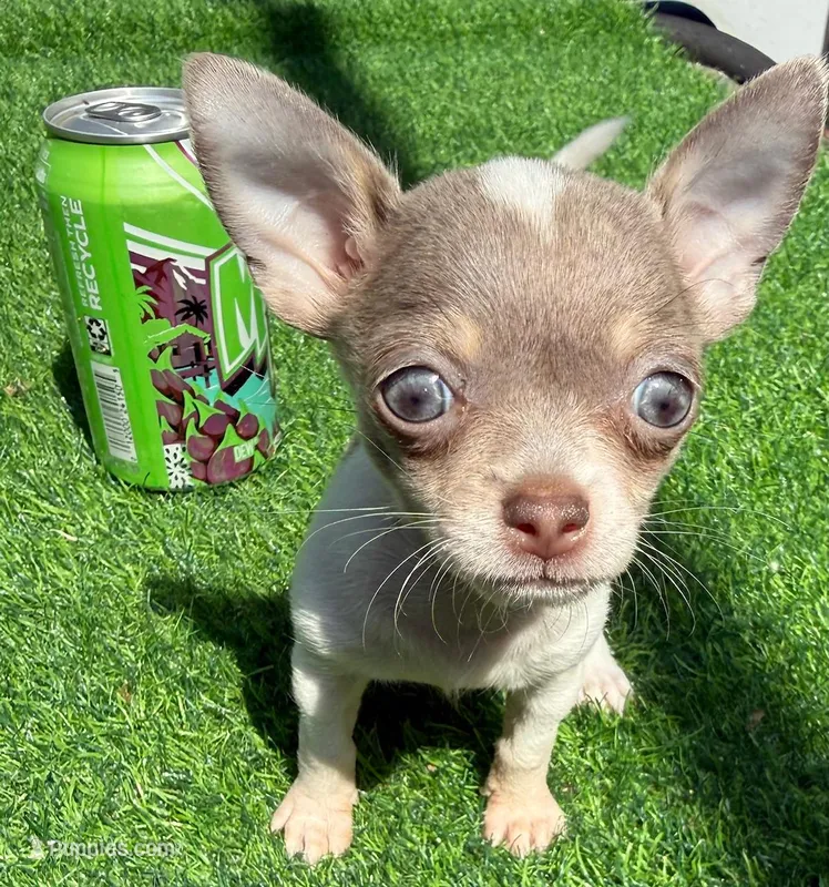 Poppett – Chihuahua puppy for sale in Homestead, FL