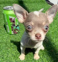 Poppett, a female Chihuahua for sale in Homestead, FL – 1 of 4