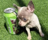 Poppett, a female Chihuahua for sale in Homestead, FL – 3 of 4