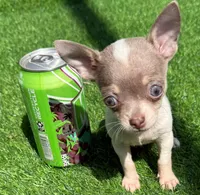 Poppett, a female Chihuahua for sale in Homestead, FL – 2 of 4