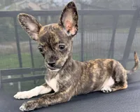 Toby, a male Chihuahua for sale in Homestead, FL – 2 of 4