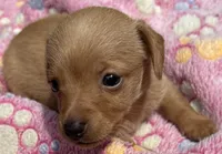DOLLY, a female Miniature Dachshund for sale in Homestead, FL – 4 of 4