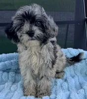 Shamus, a male Miniature Aussiedoodle for sale in Homestead, FL – 2 of 4
