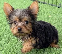 Kitty, a female Yorkshire Terrier for sale in Homestead, FL – 2 of 3